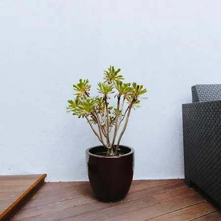 Bed & Breakfast Aduquesa -